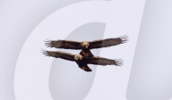 FEATURE - Steinadler jagen Seite an Seite, Isle of Mull, Schottland