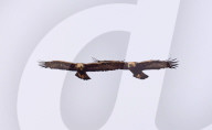 FEATURE - Steinadler jagen Seite an Seite, Isle of Mull, Schottland