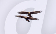 FEATURE - Steinadler jagen Seite an Seite, Isle of Mull, Schottland