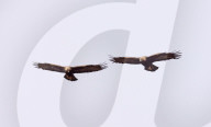 FEATURE - Steinadler jagen Seite an Seite, Isle of Mull, Schottland