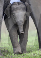 FEATURE -  Nicht nur grün hinter den Ohren: Ein Elefantenbaby im Corbett-Nationalpark nahe Delhi lernt seinen Rüssel zu benutzen