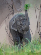 FEATURE -  Nicht nur grün hinter den Ohren: Ein Elefantenbaby im Corbett-Nationalpark nahe Delhi lernt seinen Rüssel zu benutzen