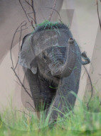 FEATURE -  Nicht nur grün hinter den Ohren: Ein Elefantenbaby im Corbett-Nationalpark nahe Delhi lernt seinen Rüssel zu benutzen
