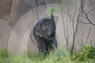FEATURE -  Nicht nur grün hinter den Ohren: Ein Elefantenbaby im Corbett-Nationalpark nahe Delhi lernt seinen Rüssel zu benutzen