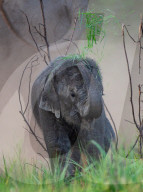FEATURE -  Nicht nur grün hinter den Ohren: Ein Elefantenbaby im Corbett-Nationalpark nahe Delhi lernt seinen Rüssel zu benutzen