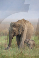 FEATURE -  Nicht nur grün hinter den Ohren: Ein Elefantenbaby im Corbett-Nationalpark nahe Delhi lernt seinen Rüssel zu benutzen