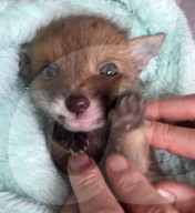 FEATURE - Nickerchen im Jackenärmel: Les Hemstock nimmt sich eines verwaisten Fuchsjungen an