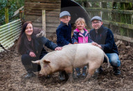 FEATURE - Ein Schwein von Sarah Allans Kleinbauernhof rettet sich mit einem mutigen Sprung aus dem Anhänger vor dem Schlachthof