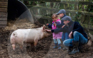 FEATURE - Ein Schwein von Sarah Allans Kleinbauernhof rettet sich mit einem mutigen Sprung aus dem Anhänger vor dem Schlachthof