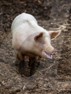 FEATURE - Ein Schwein von Sarah Allans Kleinbauernhof rettet sich mit einem mutigen Sprung aus dem Anhänger vor dem Schlachthof