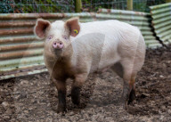 FEATURE - Ein Schwein von Sarah Allans Kleinbauernhof rettet sich mit einem mutigen Sprung aus dem Anhänger vor dem Schlachthof