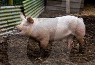 FEATURE - Ein Schwein von Sarah Allans Kleinbauernhof rettet sich mit einem mutigen Sprung aus dem Anhänger vor dem Schlachthof