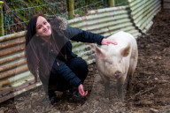 FEATURE - Ein Schwein von Sarah Allans Kleinbauernhof rettet sich mit einem mutigen Sprung aus dem Anhänger vor dem Schlachthof