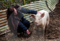 FEATURE - Ein Schwein von Sarah Allans Kleinbauernhof rettet sich mit einem mutigen Sprung aus dem Anhänger vor dem Schlachthof