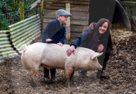 FEATURE - Ein Schwein von Sarah Allans Kleinbauernhof rettet sich mit einem mutigen Sprung aus dem Anhänger vor dem Schlachthof