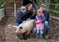 FEATURE - Ein Schwein von Sarah Allans Kleinbauernhof rettet sich mit einem mutigen Sprung aus dem Anhänger vor dem Schlachthof