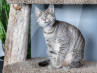 FEATURE - ie beiden blinden Katzen George und Juno geniessen mit ihrem sehenden Artgenossen Klaus ein luxuriöses Leben