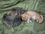 FEATURE - ie beiden blinden Katzen George und Juno geniessen mit ihrem sehenden Artgenossen Klaus ein luxuriöses Leben