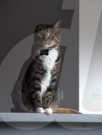 FEATURE - ie beiden blinden Katzen George und Juno geniessen mit ihrem sehenden Artgenossen Klaus ein luxuriöses Leben