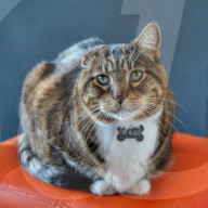 FEATURE - ie beiden blinden Katzen George und Juno geniessen mit ihrem sehenden Artgenossen Klaus ein luxuriöses Leben