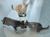 FEATURE - ie beiden blinden Katzen George und Juno geniessen mit ihrem sehenden Artgenossen Klaus ein luxuriöses Leben