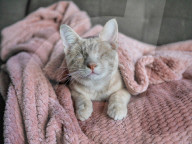 FEATURE - ie beiden blinden Katzen George und Juno geniessen mit ihrem sehenden Artgenossen Klaus ein luxuriöses Leben