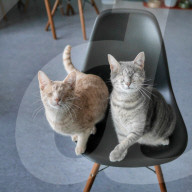 FEATURE - ie beiden blinden Katzen George und Juno geniessen mit ihrem sehenden Artgenossen Klaus ein luxuriöses Leben