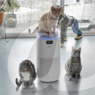 FEATURE - ie beiden blinden Katzen George und Juno geniessen mit ihrem sehenden Artgenossen Klaus ein luxuriöses Leben