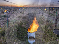 Anti-Frost Candles In The Vines - Monnieres