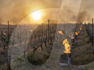 Anti-Frost Candles In The Vines - Monnieres
