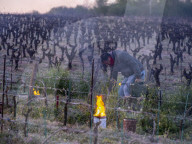 Anti-Frost Candles In The Vines - Monnieres