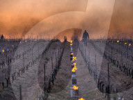 Anti-Frost Candles In The Vines - Monnieres