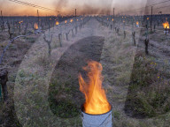 Anti-Frost Candles In The Vines - Monnieres