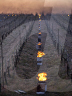 Anti-Frost Candles In The Vines - Monnieres