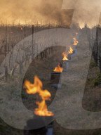 Anti-Frost Candles In The Vines - Monnieres