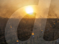 Anti-Frost Candles In The Vines - Monnieres