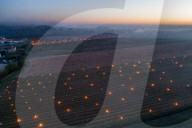 Anti-Frost Candles In The Vines - Monnieres