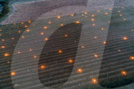 Anti-Frost Candles In The Vines - Monnieres