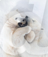 FEATURE -  Im kältesten Zoo der Welt: Eisbärmama Kolymana mit ihrem Nachwuchs im sibirischen  Yakutsk