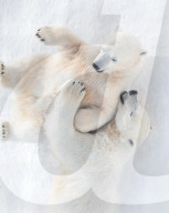 FEATURE -  Im kältesten Zoo der Welt: Eisbärmama Kolymana mit ihrem Nachwuchs im sibirischen  Yakutsk