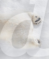 FEATURE -  Im kältesten Zoo der Welt: Eisbärmama Kolymana mit ihrem Nachwuchs im sibirischen  Yakutsk