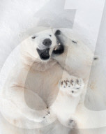 FEATURE -  Im kältesten Zoo der Welt: Eisbärmama Kolymana mit ihrem Nachwuchs im sibirischen  Yakutsk