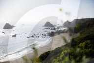 The solution to California’s rampant sea urchin problem is to eat them. I gave it a try
Biologists and chefs are urging people to chow down on the purple sea urchins that are destroying California’s vital kelp forests. Could I catch and cook my own?
