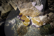 The solution to California’s rampant sea urchin problem is to eat them. I gave it a try
Biologists and chefs are urging people to chow down on the purple sea urchins that are destroying California’s vital kelp forests. Could I catch and cook my own?