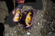 The solution to California’s rampant sea urchin problem is to eat them. I gave it a try
Biologists and chefs are urging people to chow down on the purple sea urchins that are destroying California’s vital kelp forests. Could I catch and cook my own?