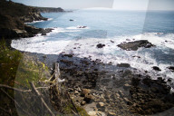 The solution to California’s rampant sea urchin problem is to eat them. I gave it a try
Biologists and chefs are urging people to chow down on the purple sea urchins that are destroying California’s vital kelp forests. Could I catch and cook my own?