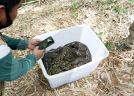 FEATURE - Zurück in die Freiheit: Tierschützer wildern Kobras und Netzpythons im indonesischen Harapan Forest of Jambi aus