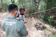 FEATURE - Zurück in die Freiheit: Tierschützer wildern Kobras und Netzpythons im indonesischen Harapan Forest of Jambi aus