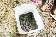 FEATURE - Zurück in die Freiheit: Tierschützer wildern Kobras und Netzpythons im indonesischen Harapan Forest of Jambi aus