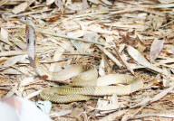FEATURE - Zurück in die Freiheit: Tierschützer wildern Kobras und Netzpythons im indonesischen Harapan Forest of Jambi aus